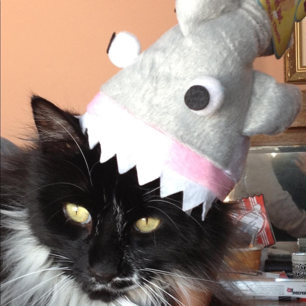 Meet your Posher & our kitties!! - Picture 8 of 16